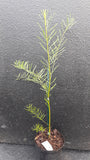 Acacia boormanii