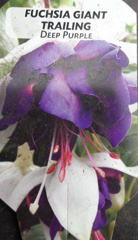 Fuchsia 'Deep Purple'