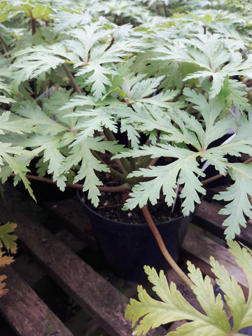 Geranium maderense 'Guernsey White'