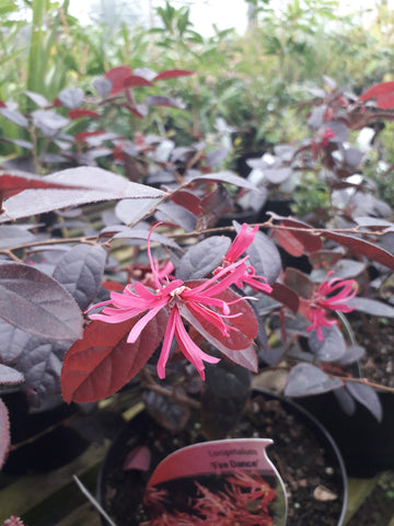 Loropetalum chinensis 'Fire Dance'