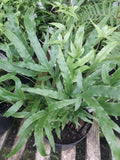 Pteris umbrosa