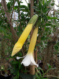 Cantua buxifolia 'Alba'