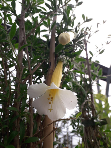 Cantua buxifolia 'Alba'