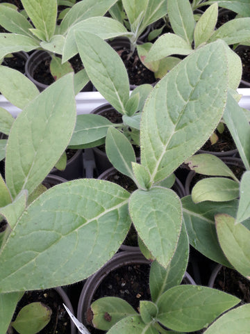 Echium candicans