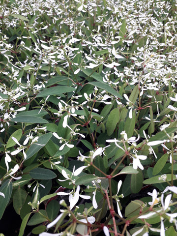 Euphorbia 'Diamond Frost'