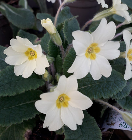 Primula vulgaris