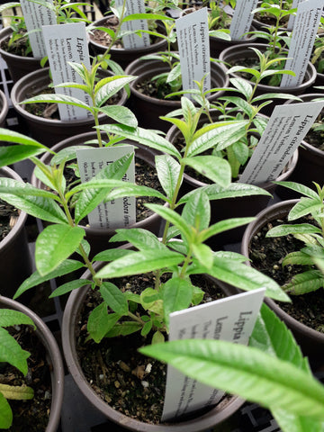 Lippia citriodora (syn. Aloysia triphylla)