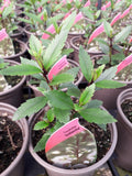 Parahebe 'Avalanche'