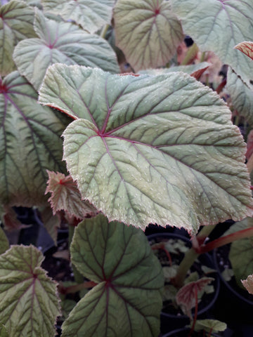 Begonia grandis ssp. Evansia