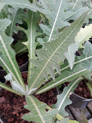 Sonchus acaulis