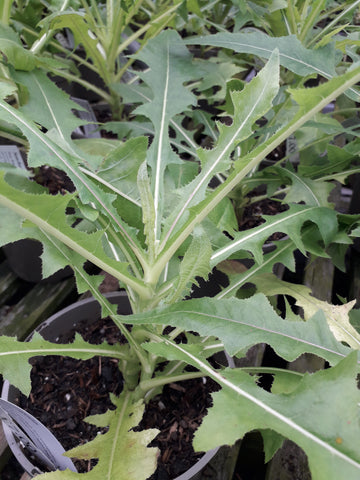 Sonchus congestus