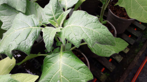 Brugmansia sanguinea