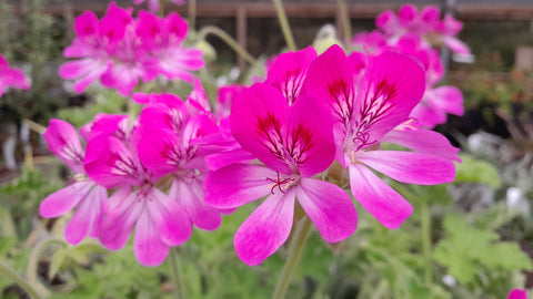 Pelargonium 'Pink Capitatum'