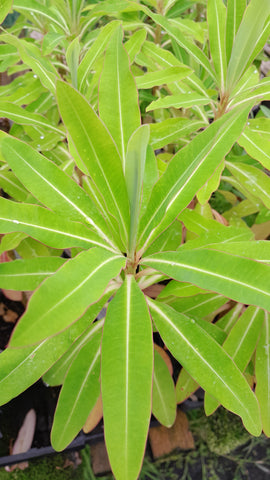 Euphorbia mellifera