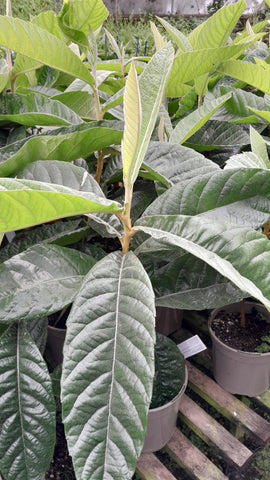 Eriobotrya japonica
