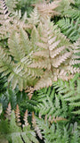 Dryopteris erythrosora var. koidzumiana