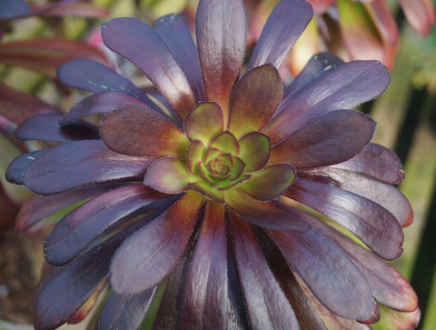 Aeonium arboreum 'Schwartzkopft'