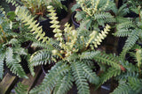 Blechnum spicant