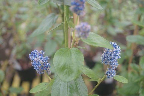Ceanothus arboreus 'Trewithen Blue'