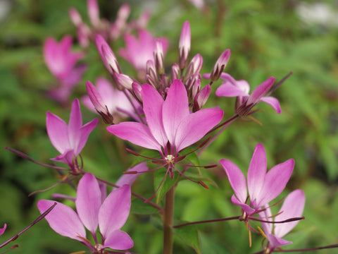 Cleome ‘Senorita Rosalita’