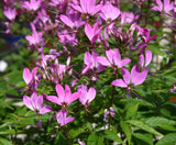 Cleome ‘Senorita Rosalita’