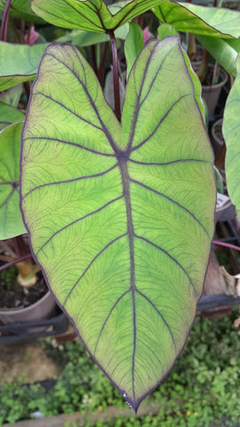 Colocasia esculenta 'Blue Hawaii'