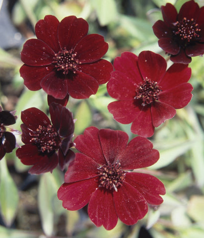 Cosmos  atrosanguineus