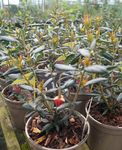 Crinodendron hookerianum