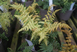 Dryopteris wallichiana 'Jurassic Gold'