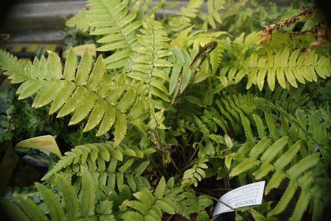Dryopteris atrata