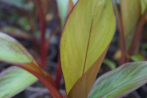 Ensete ventricosum 'Maurelii'
