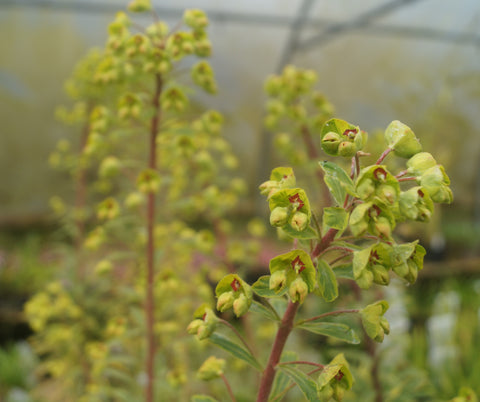 Euphorbia 'Ascot Rainbow'