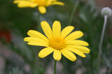 Euryops pectinatus