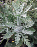 Euryops pectinatus