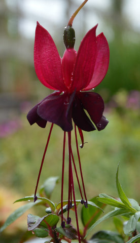 Fuchsia 'Blacky'