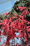 Fuchsia 'Eruption'