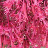 Fuchsia 'Eruption'