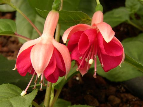 Fuchsia 'Garden News'