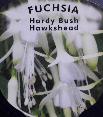 Fuchsia 'Hawkshead'