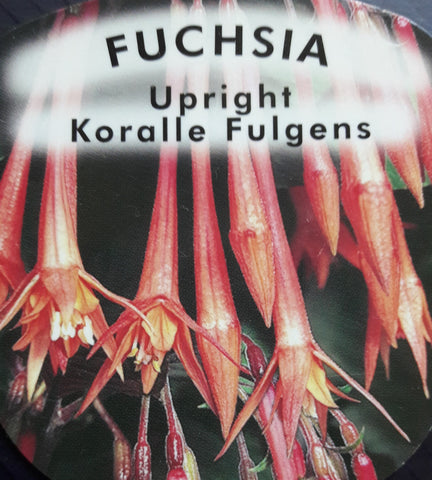 Fuchsia Koralle Fulgens