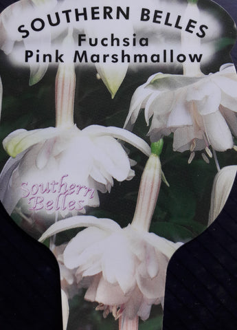 Fuchsia 'Pink Marshmallow'