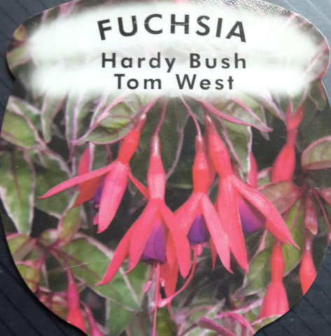 Fuchsia 'Tom West'