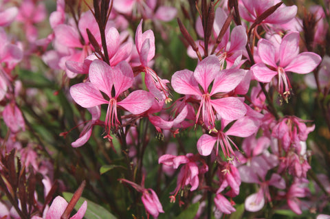 Gaura ‘Lillipop Pink’