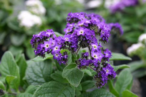 Heliotropium ‘Vanilla Sky'