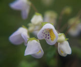 Jovellana violacea