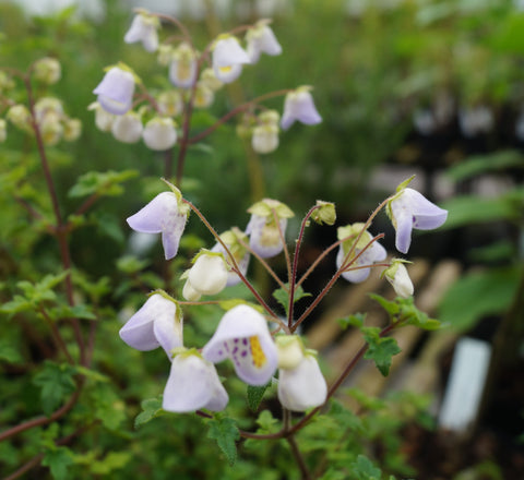 Jovellana violacea