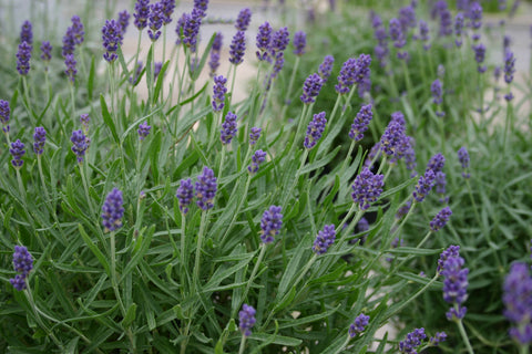 Lavandula angustifolia 'Hidcote'