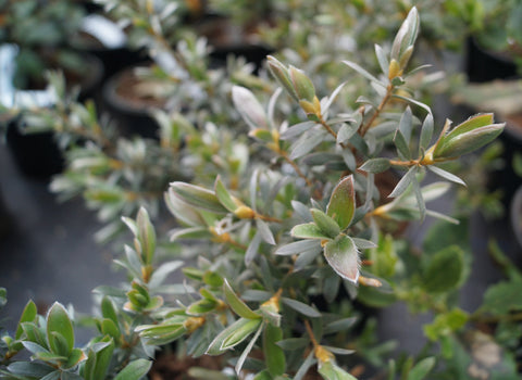Leptospermum 'Silver Sheen'