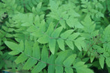 Osmunda regalis