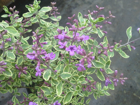 Prostanthera ovalifolia 'Variegata'